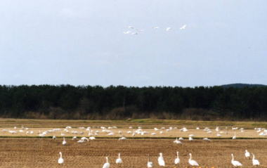 １２月　田んぼに白鳥が飛来